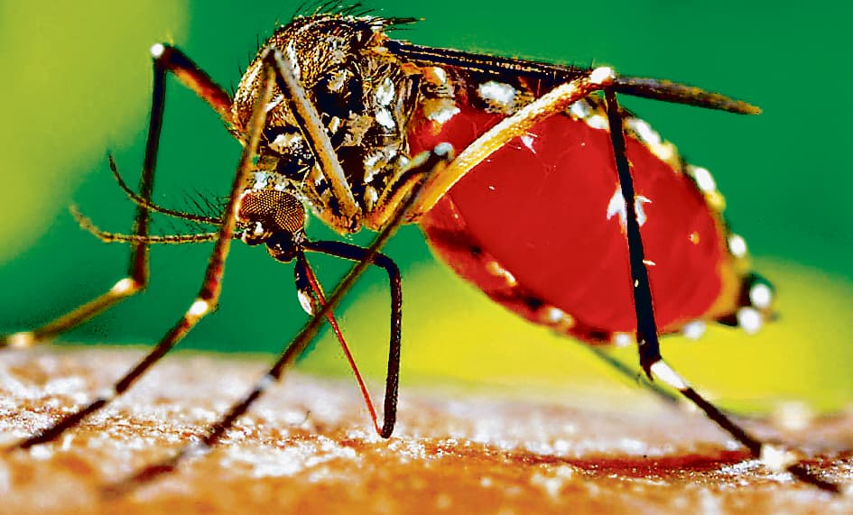 बैरकपुर में डेंगू की रोकथाम के लिए प्रशासन हुआ अलर्ट