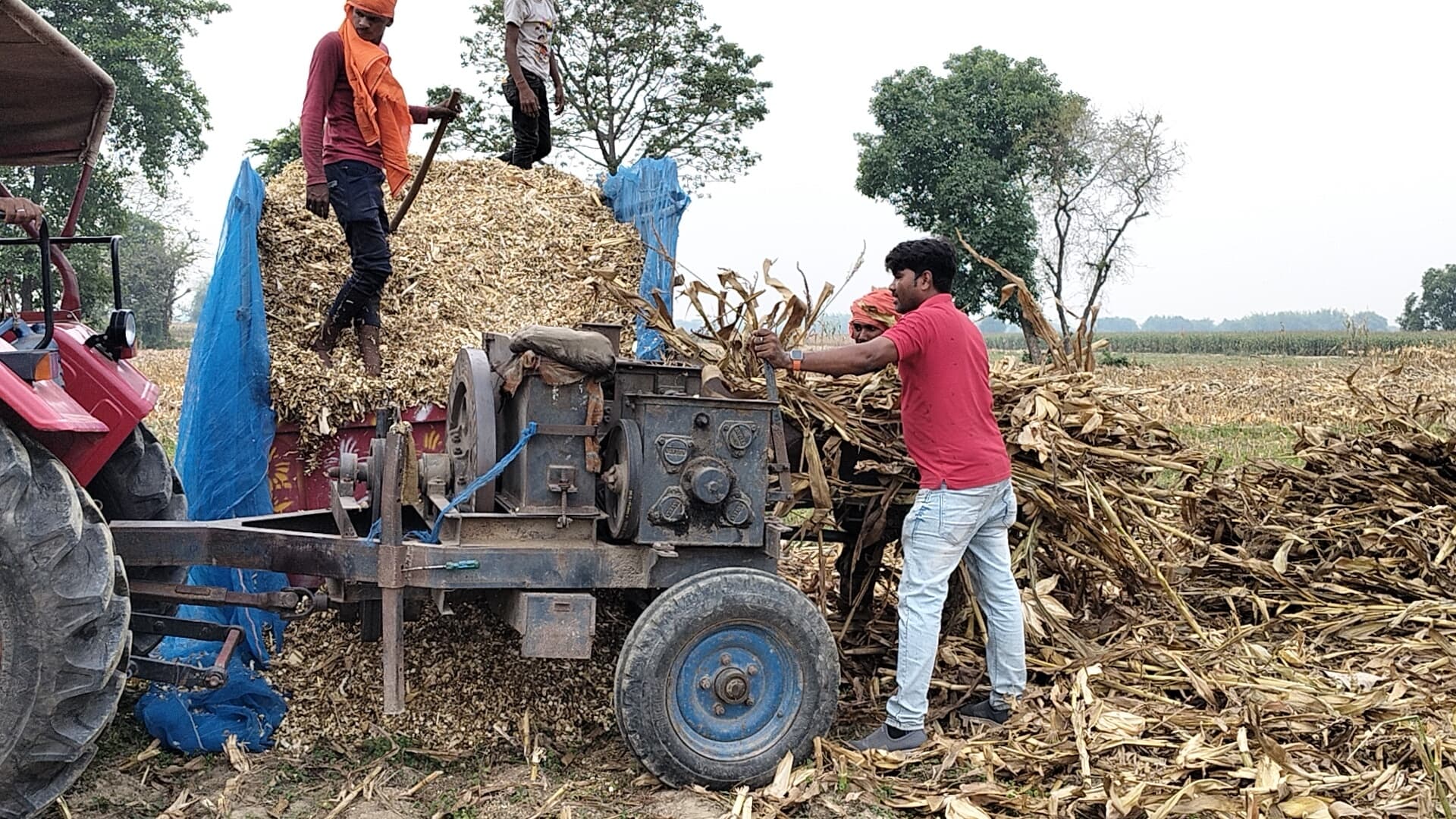 भटवारा के किसानों ने चारे की समस्या के समाधान की तैयारी की