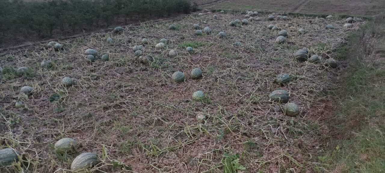 ओलावृष्टि से खेतों में हुए नुकसान को लेकर मंत्री से मिले किसान