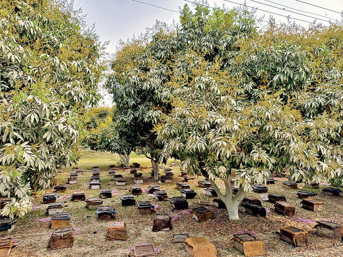 Litchi Cultivation in Samastipur:आ रहा लीची का सीजन, एसएलआर को लेकर इंतजार