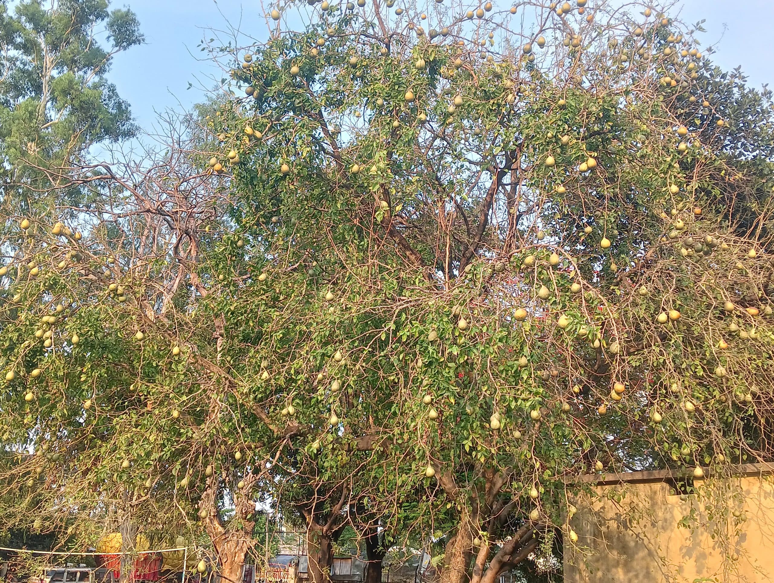 Giridih News: बेल की अच्छी खेती से किसानों में खुशी