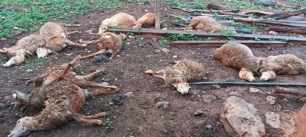 Chaiabsa News : खंभे में दौड़ा करंट, दर्जनभर भेड़ों की मौत