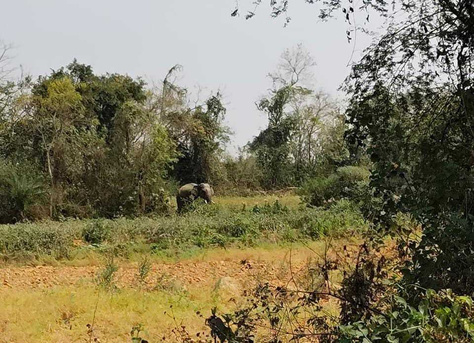 East Singhbhum news : बहरागोड़ा के कोषाफालिया जंगल में पहुंचे हाथी, रतजगा कर रहे ग्रामीण