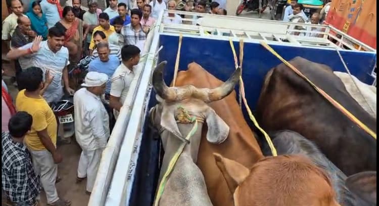 मवेशी लदे पिकअप के साथ एक व्यक्ति धराया, चालक फरार