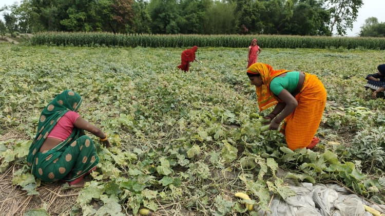 अब दियरा इलाके में बंदूक की गोलियों की आवाज नहीं बल्कि यूपी के किसानों की दिखती है मेहनत
