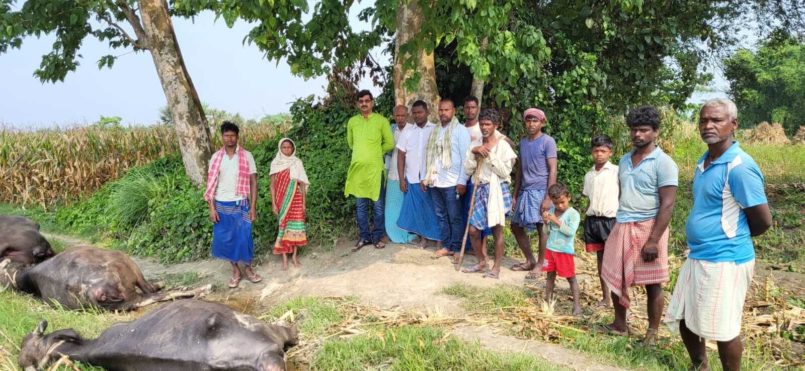हाई वोल्टेज तार की चपेट में आने से चार मवेशियों की मौत