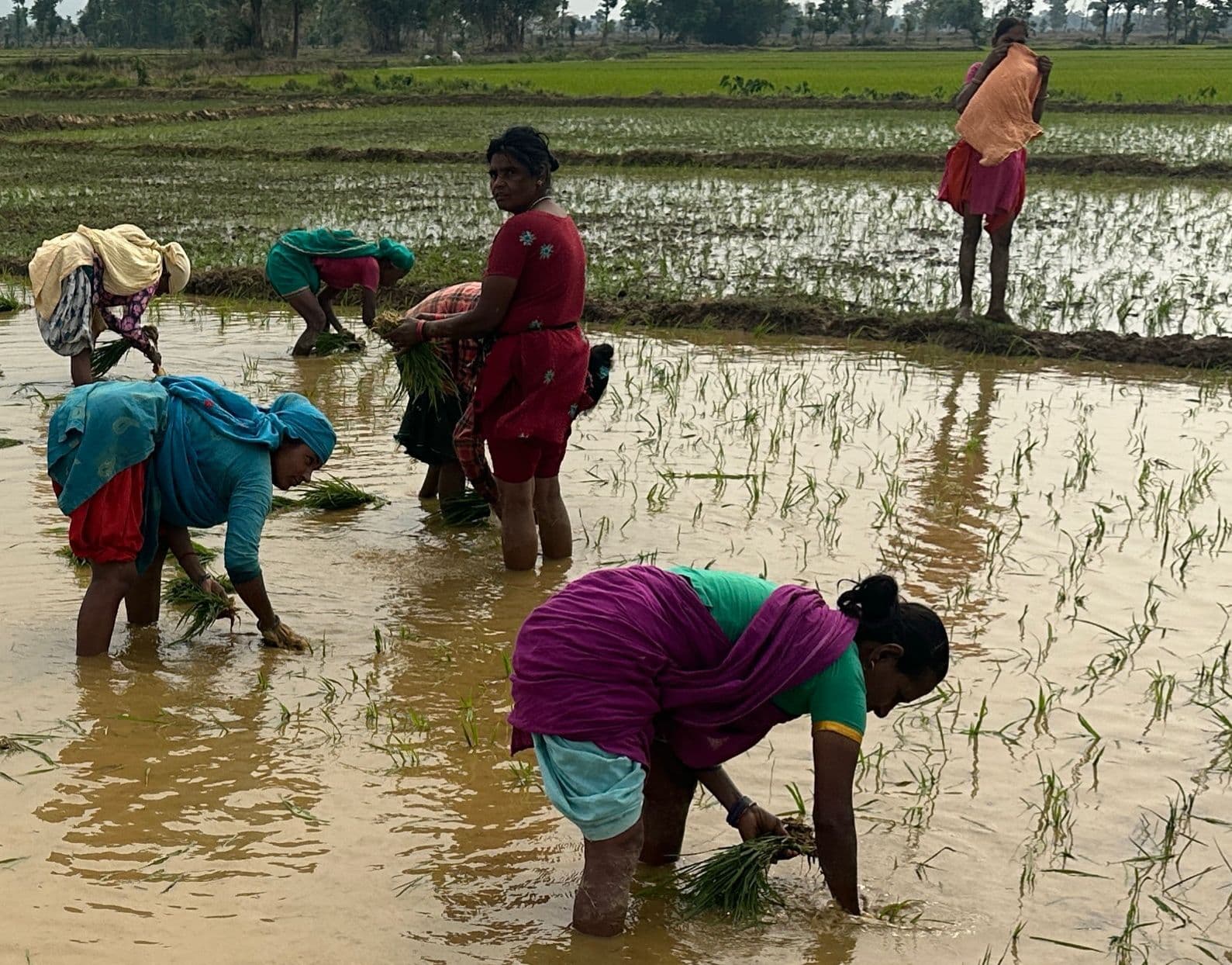 साल में दो बार धान की फसल उपज लेते हैं थरुहट के किसान, रोपाई शुरू