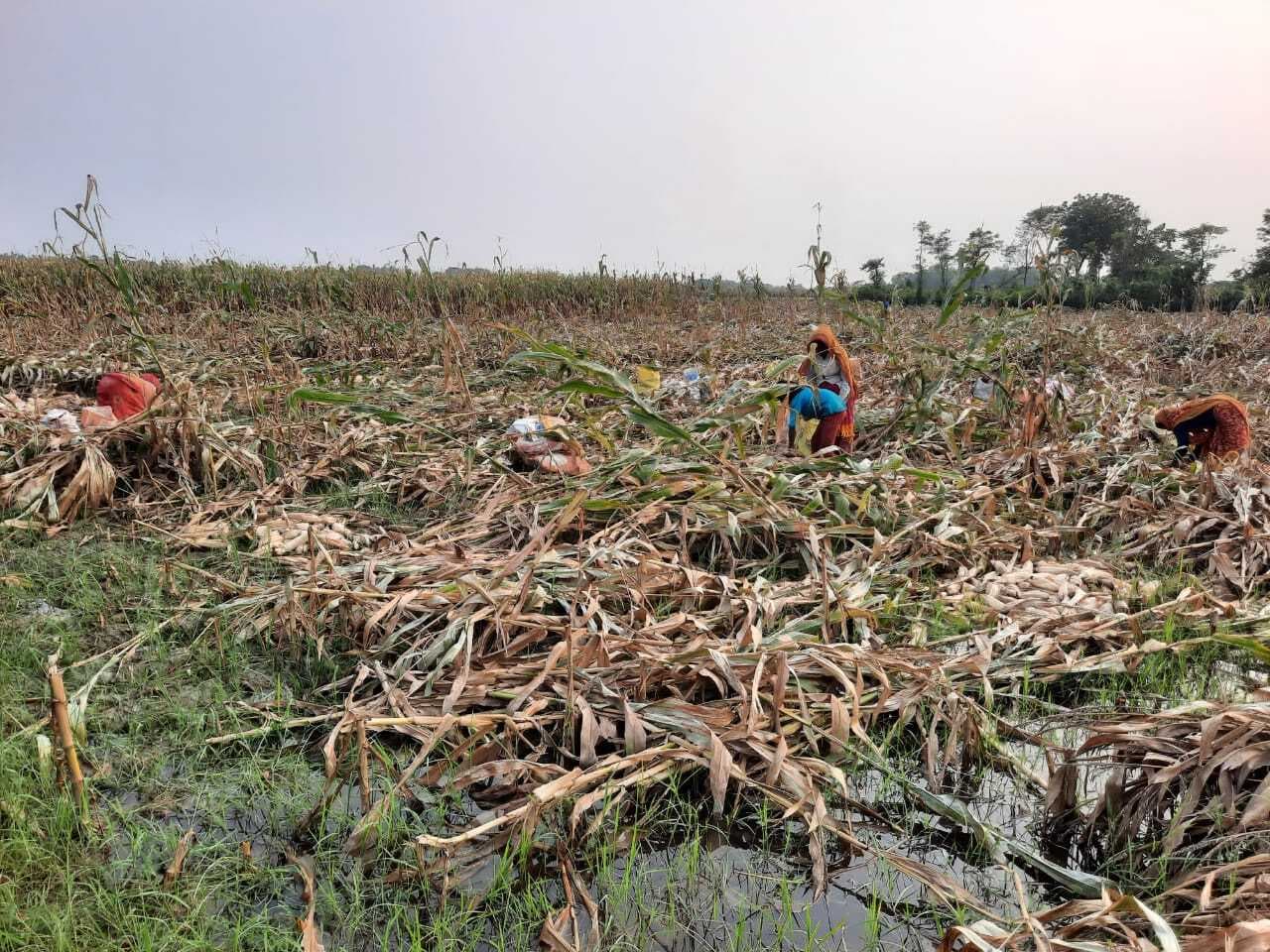 आंधी-बारिश से सैकड़ों एकड़ फसल बर्बाद