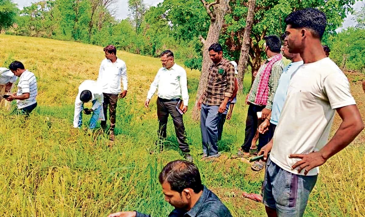 Sambalpur News: काल बैसाखी के कारण बारिश से फसल को हुए नुकसान का तहसीलदार ने आकलन शुरू किया