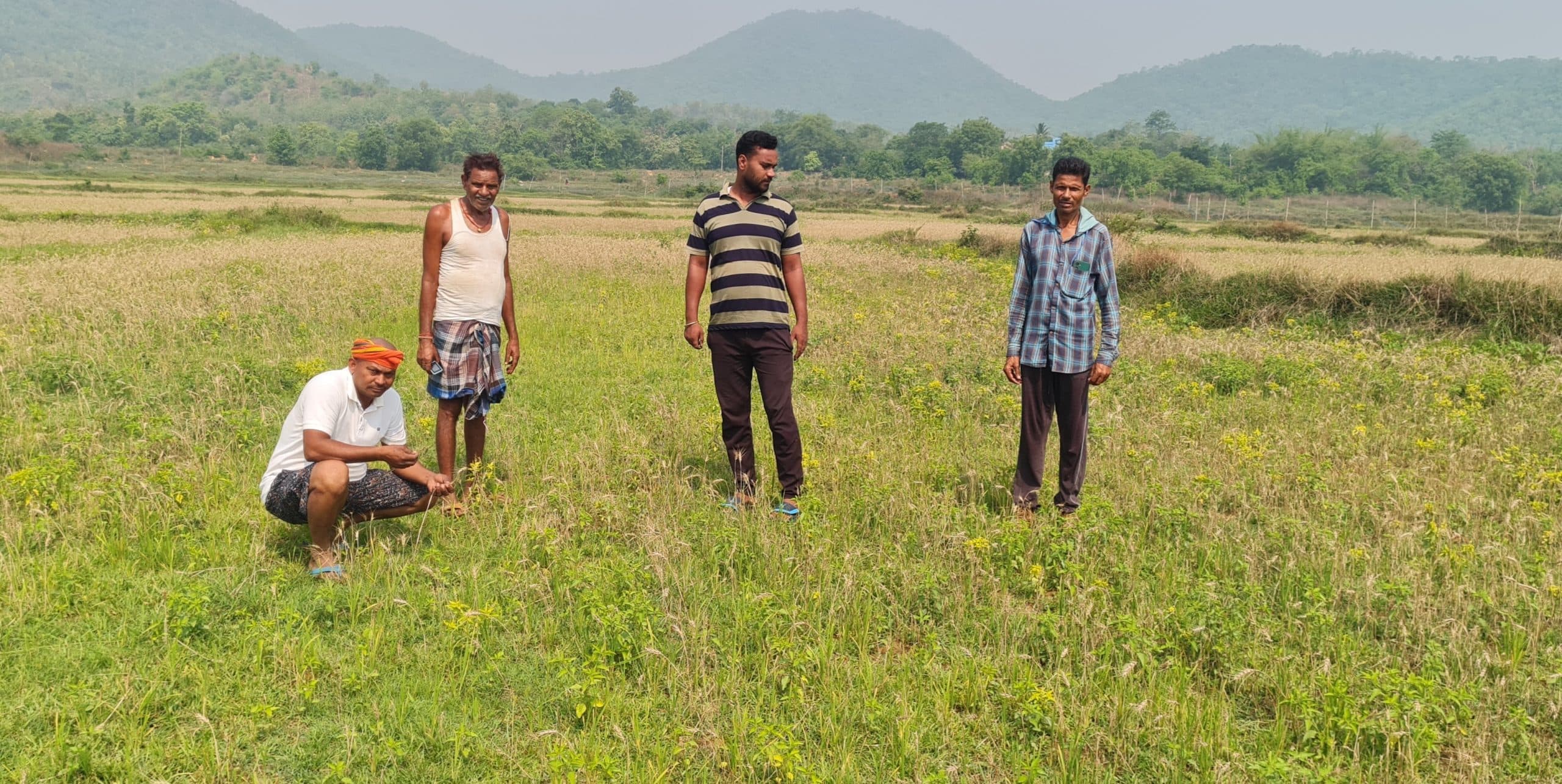 Dhanbad News: बेमौसम बारिश ने किसानों की तोड़ी कमर, बीज के लिए 18 एकड़ में लगायी गयी गेहूं की फसल हुई नष्ट