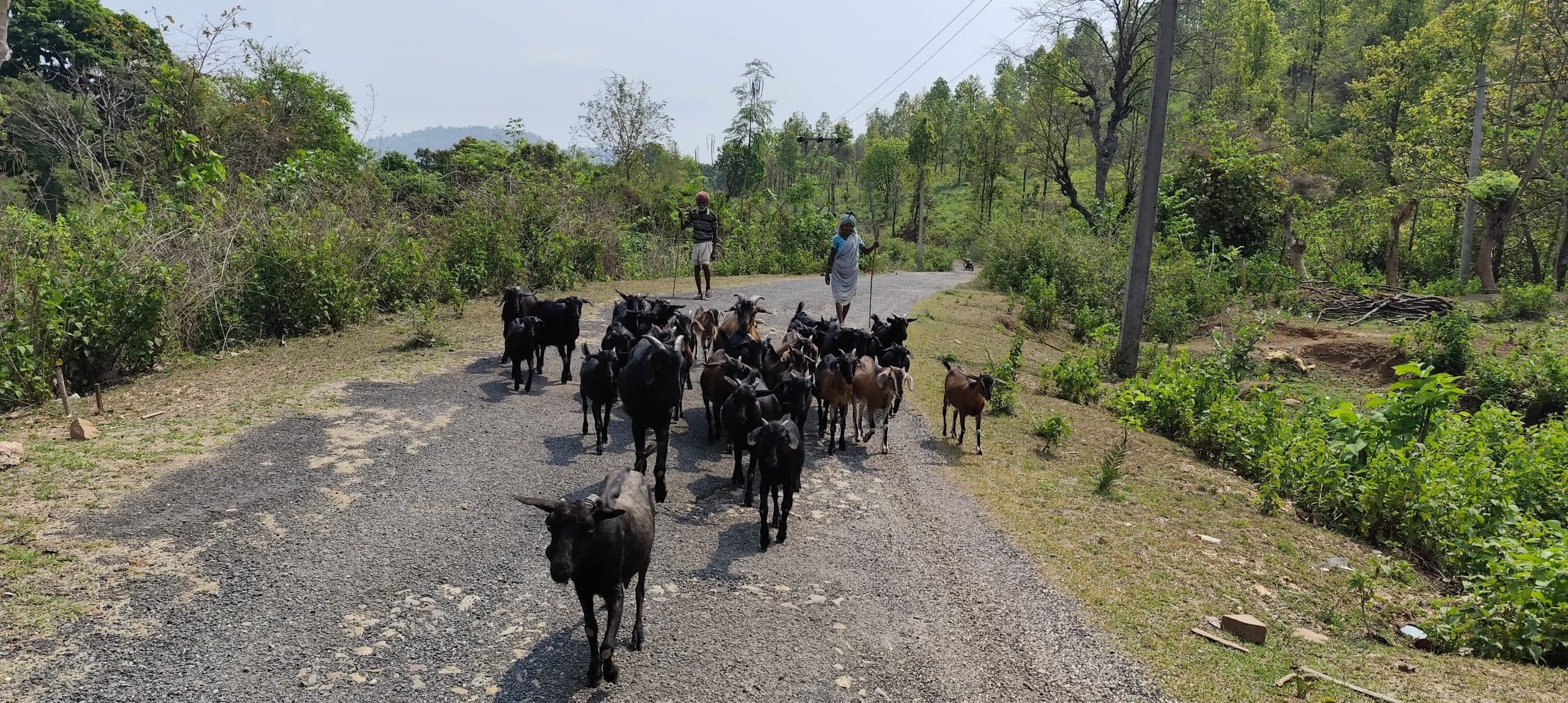 East Singhbhum News : पालतू पशु बढ़े, पशुपालन में रुचि ले रहे ग्रामीण
