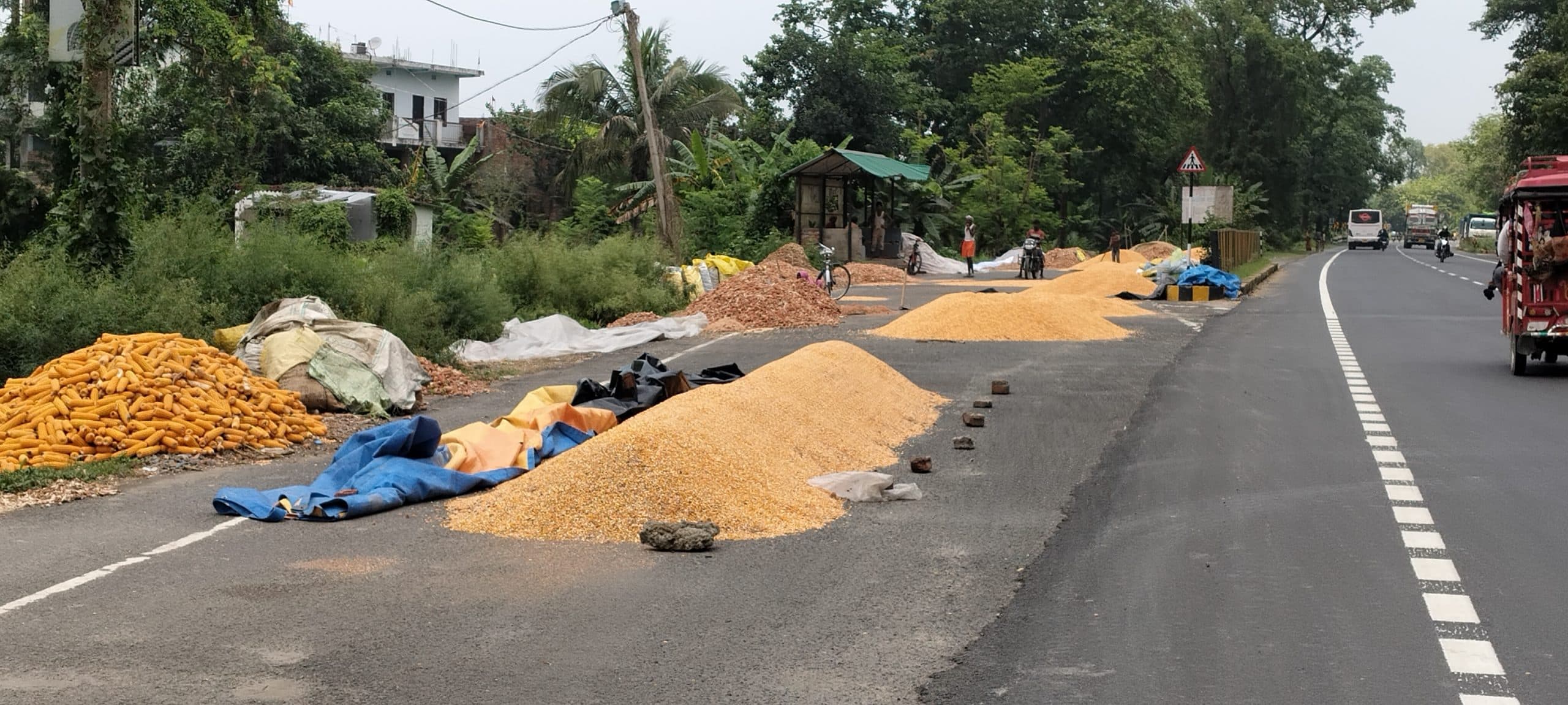 एनएच 31 व 81 सहित एसएच, ग्रामीण सड़कों पर मक्का सुखाने से बढ़ी दुर्घटनाएं