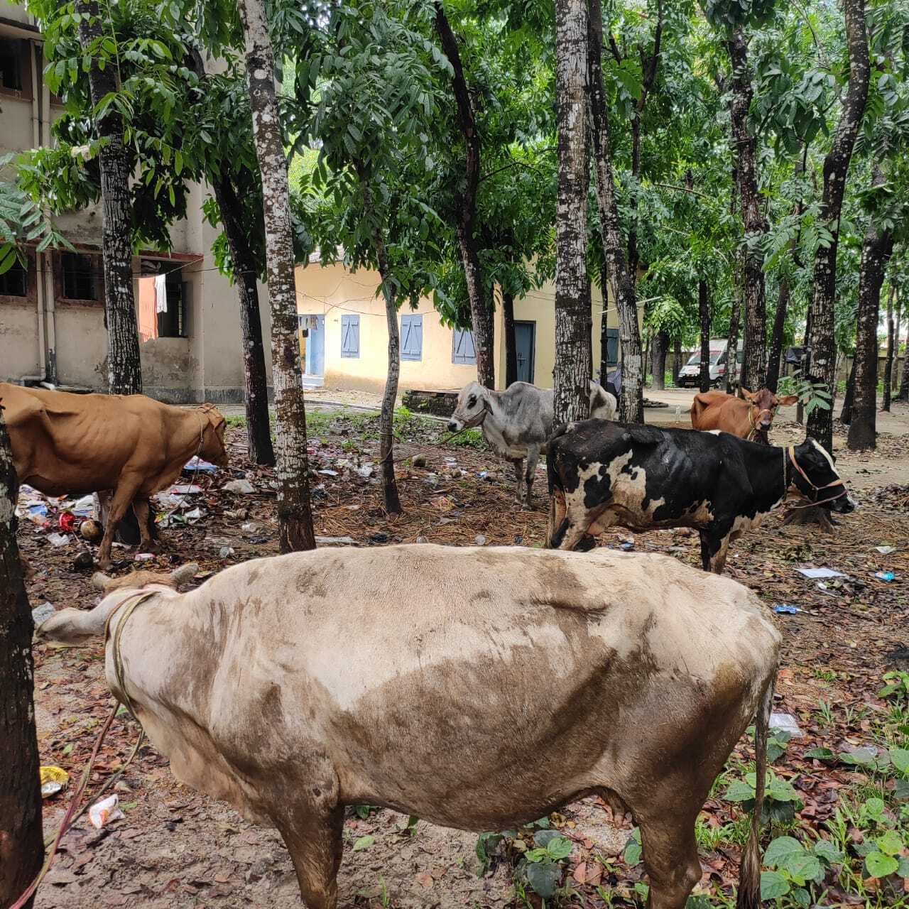 पिकअप वैन से तस्करी के पांच मवेशी जब्त, एक तस्कर गिरफ्तार