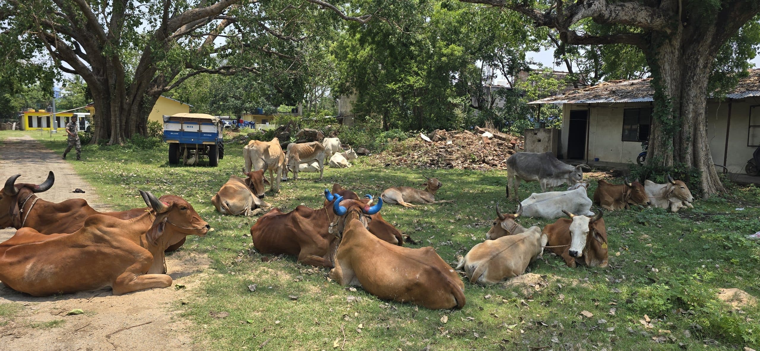 West Singhbhum News : पुलिस ने 22 मवेशियों को मुक्त कराया, तस्कर फरार