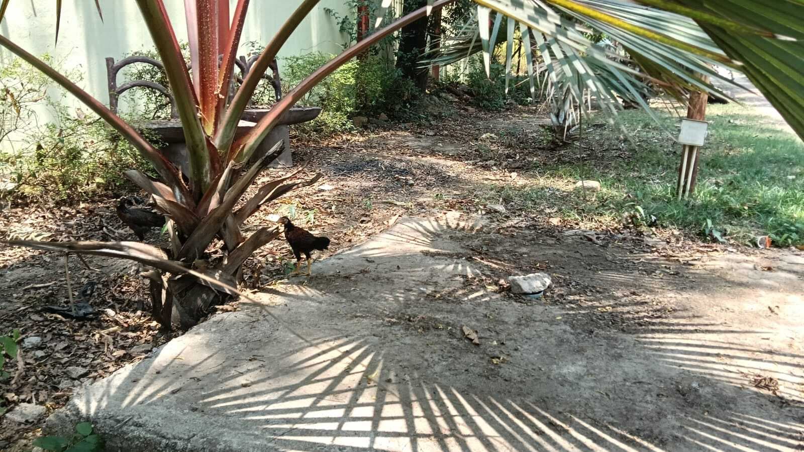 Chaibasa News : 99 लाख रुपये का दादा-दादी पार्क बदहाल, सैर व सुकून हुआ मुश्किल