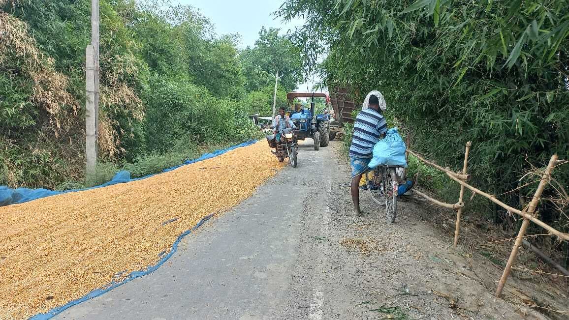 सड़क पर मकई सुखाने से हो रही दुर्घटनाएं प्रशासन है चुप