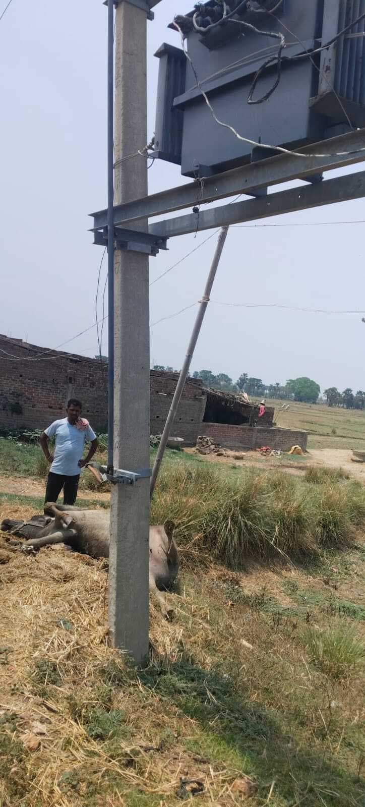 करंट लगने से मवेशी की मौत, मुआवजे की मांग