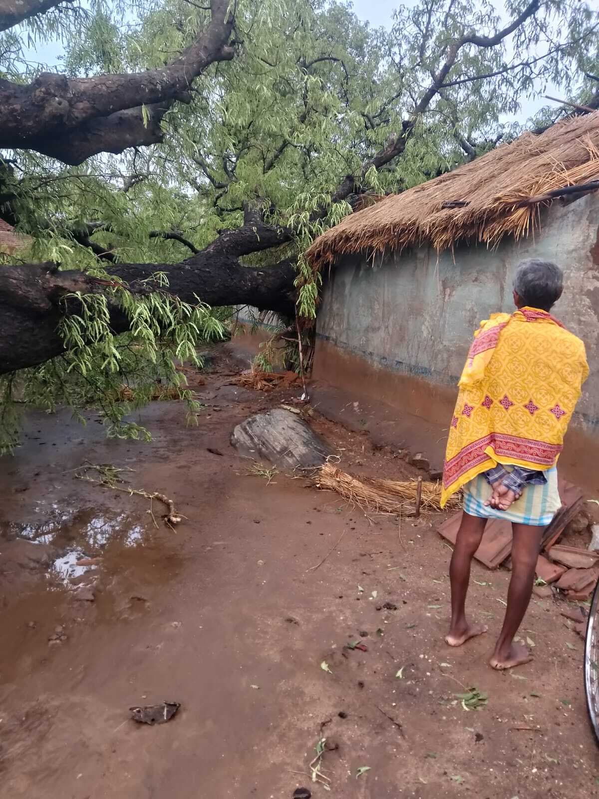 पालोजोरी : आंधी-तूफान में सड़कों पर पेड़ टूटकर गिरने से यातायात बाधित