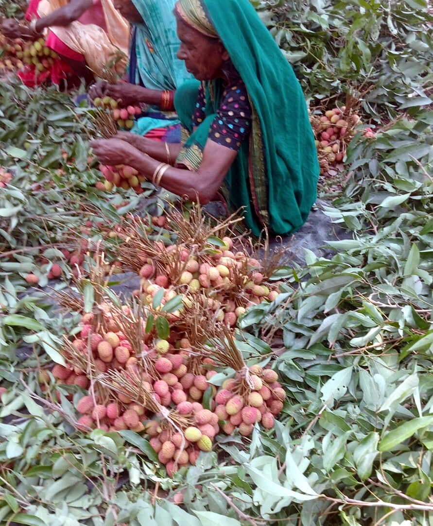 Railway news from Samastipur:बरौनी-अहमदाबाद व पवन एक्सप्रेस से लीची आपूर्ति की व्यवस्था में जुटा रेल प्रशासन
