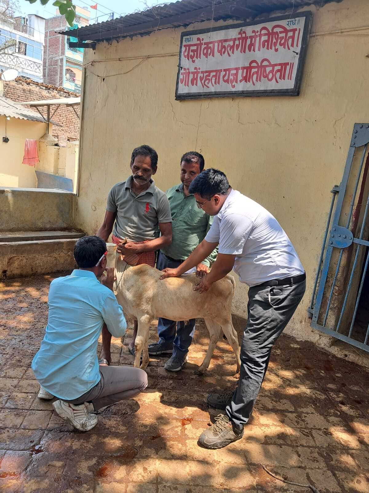 खुरपका व मुंहपका से बचाव के लिए लगाये जा रहे टीके