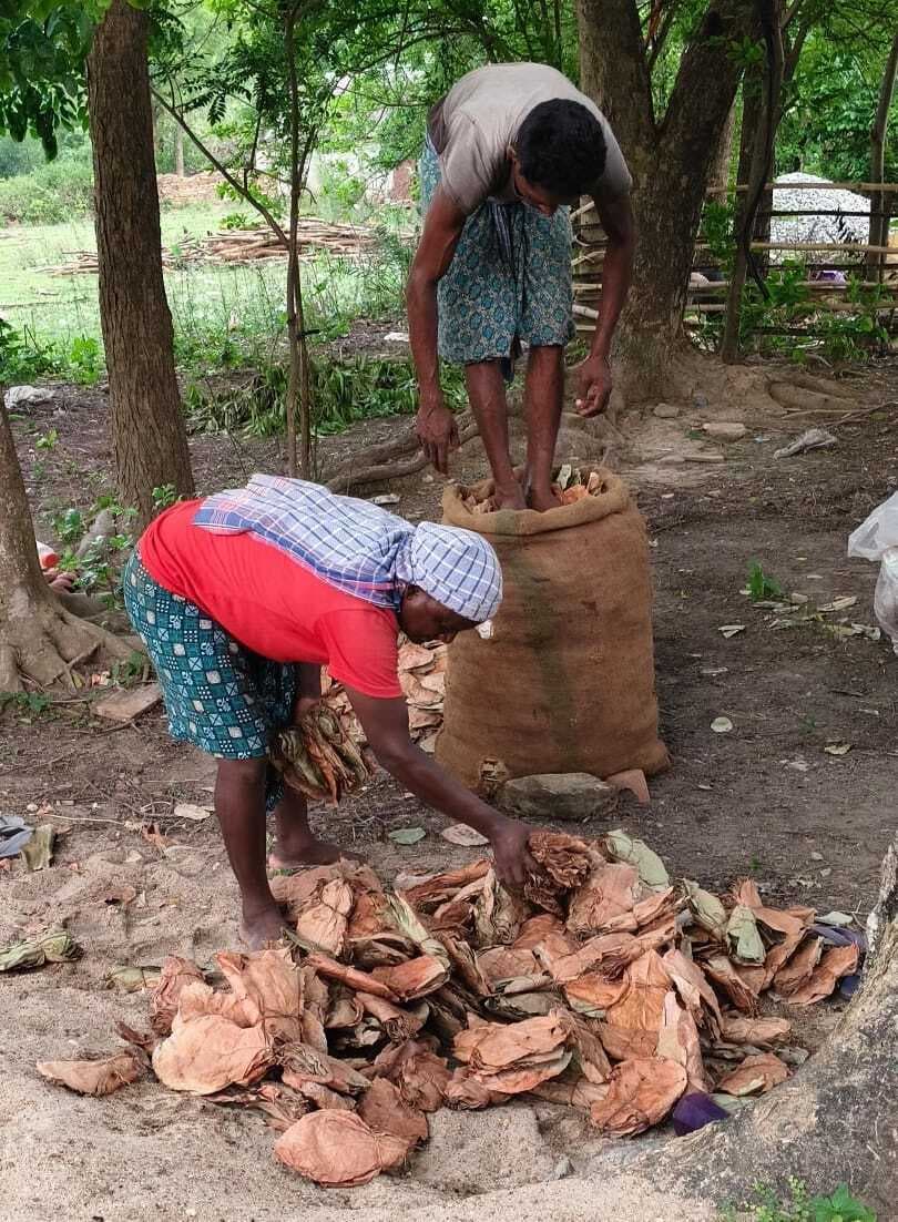 East Singhbhum News : ‘हरा सोना’ जमा कर रोजगार में जुटे ग्रामीण