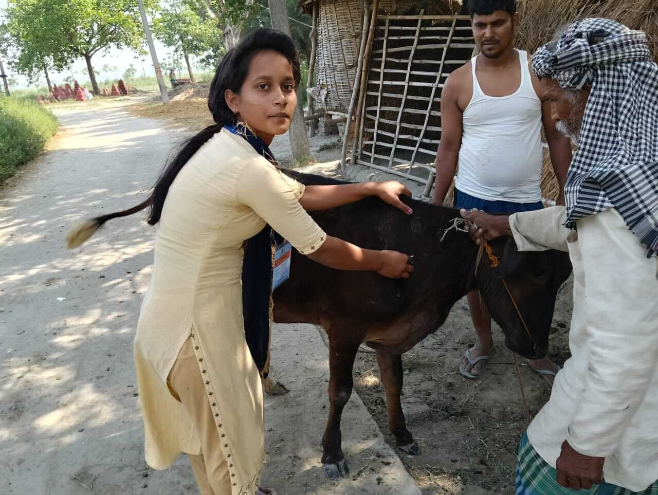 महामारी से बचाव के लिए 3655 पशुओं काे लगायी गयी वैक्सीन