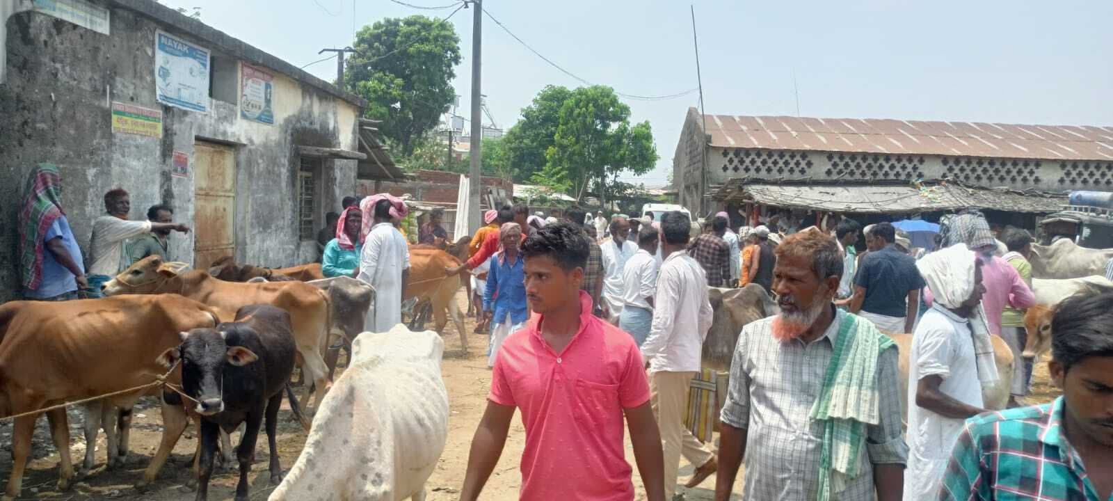 सड़क पर मवेशी हाट लगने से विद्यार्थियों को स्कूल जाने में दिक्कत