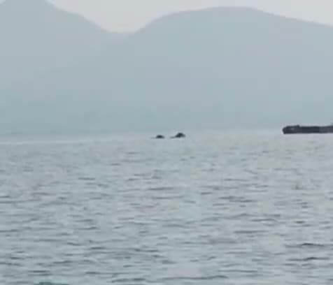 Seraikela News : दिन में हाथी डैम में कर रहे मस्ती  शाम में घरों को बना रहे निशाना