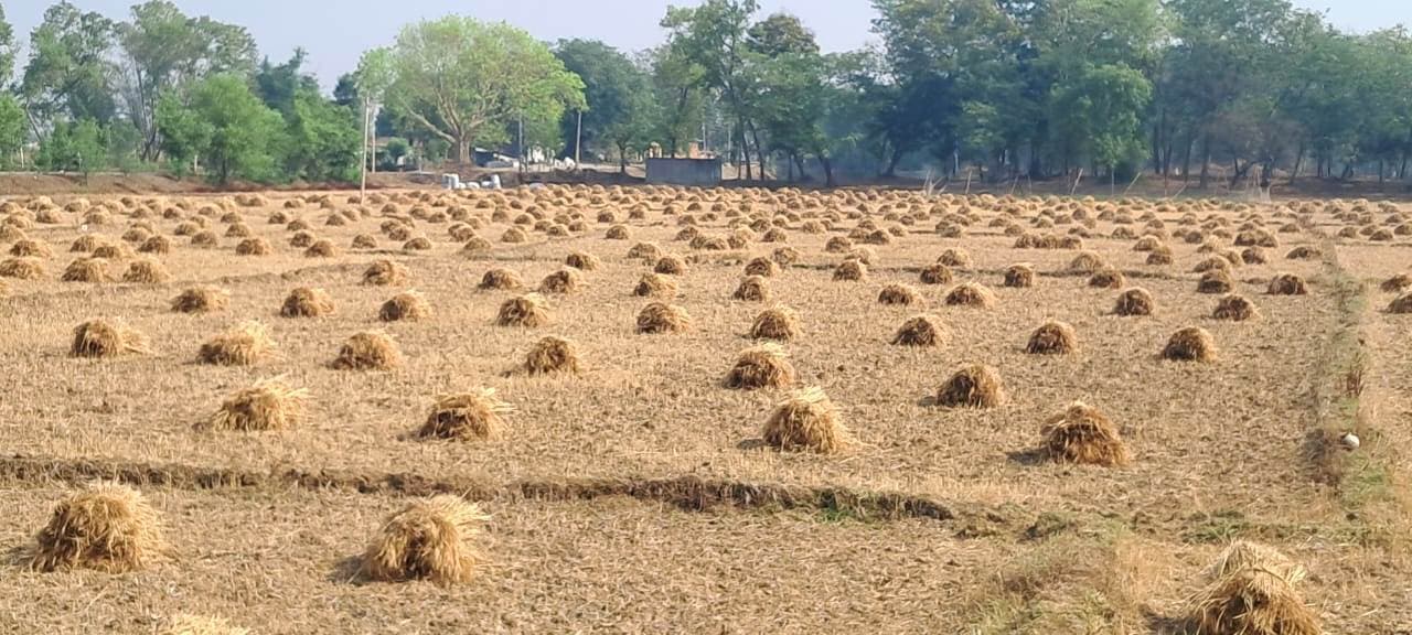 Aurangabad News: मौसम की मार झेल रहे खेतिहरों को अब नयी राह की दरकार