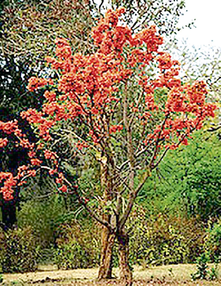 Ranchi News : लाह उत्पादक पेड़ों की होगी जियोटैगिंग