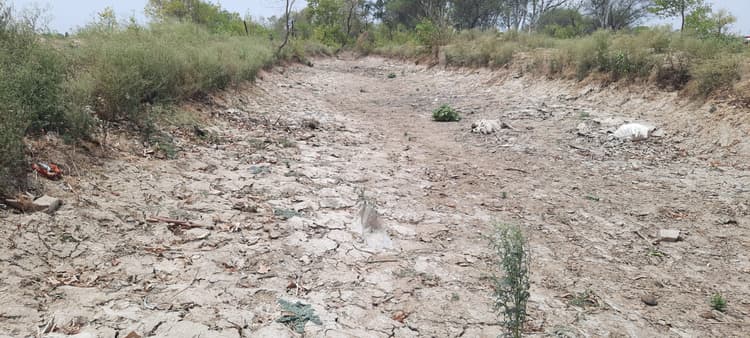 प्यास बुझाने को लेकर भटक रहे मवेशी व वन्य जीव