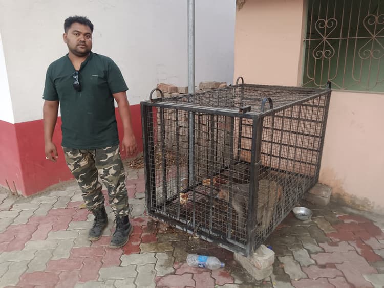 पाकुड़ वन विभाग ने पागल बंदर को किया काबू
