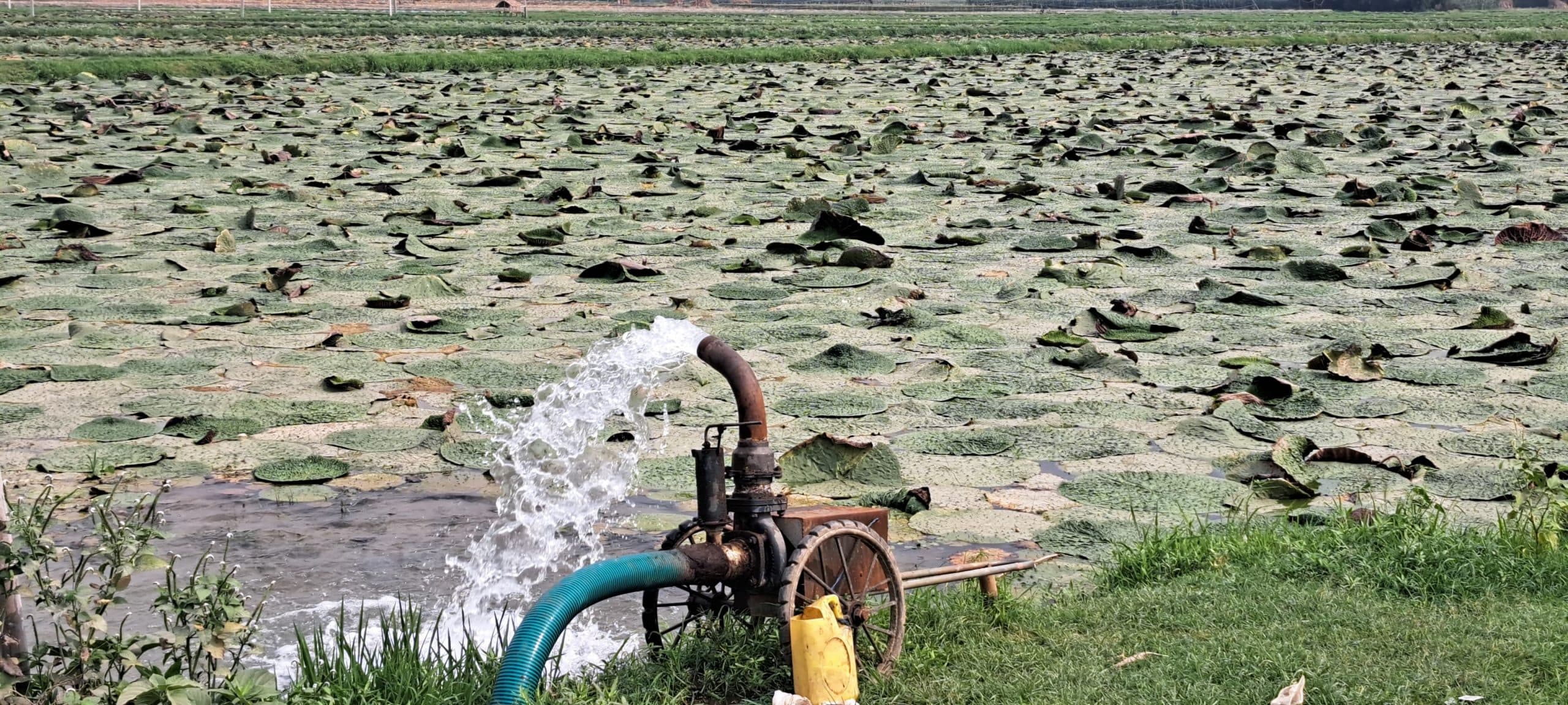 तेज धूप से मखाना व केला की खेती पर संकट