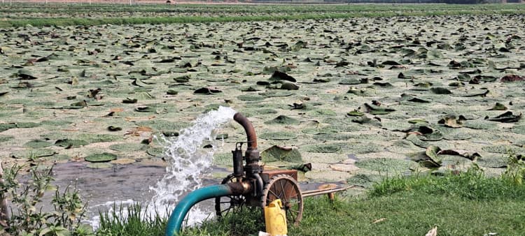 तेज धूप से मखाना व केला की खेती पर संकट