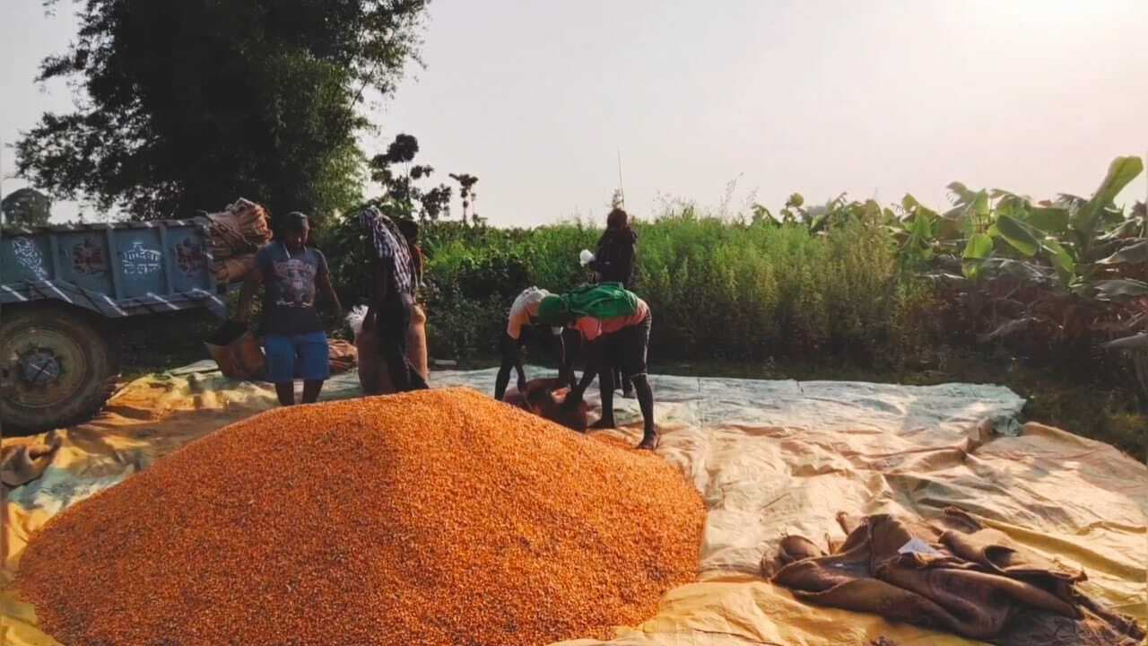 किसानों को मक्का के भाव बेहतर मिलने से गदगद