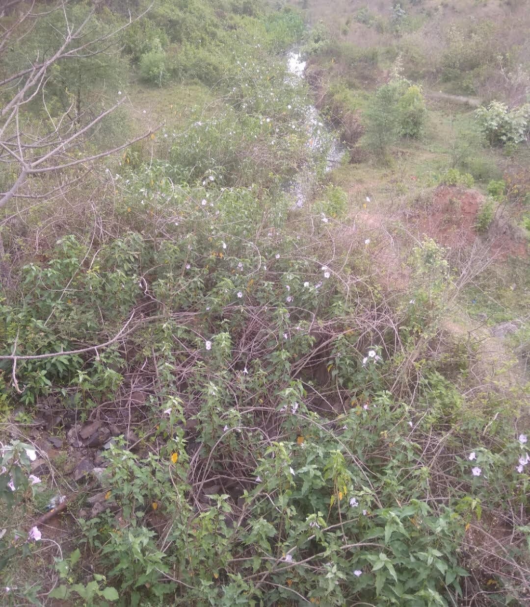 West Singhbhum News : गुना पहाड़ी से निकले नाले पर संकट, किसान हताश