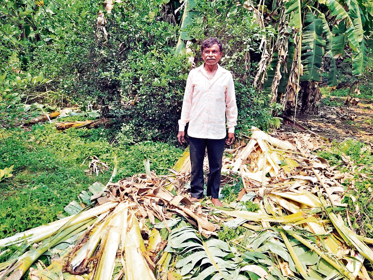 West Singhbhum News : मारांगसोंगा में हाथियों ने आम व केला बगान बर्बाद किया