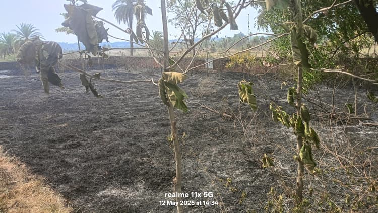 Giridih News :बागवानी में लगायी आग, जले पेड़-पौधे