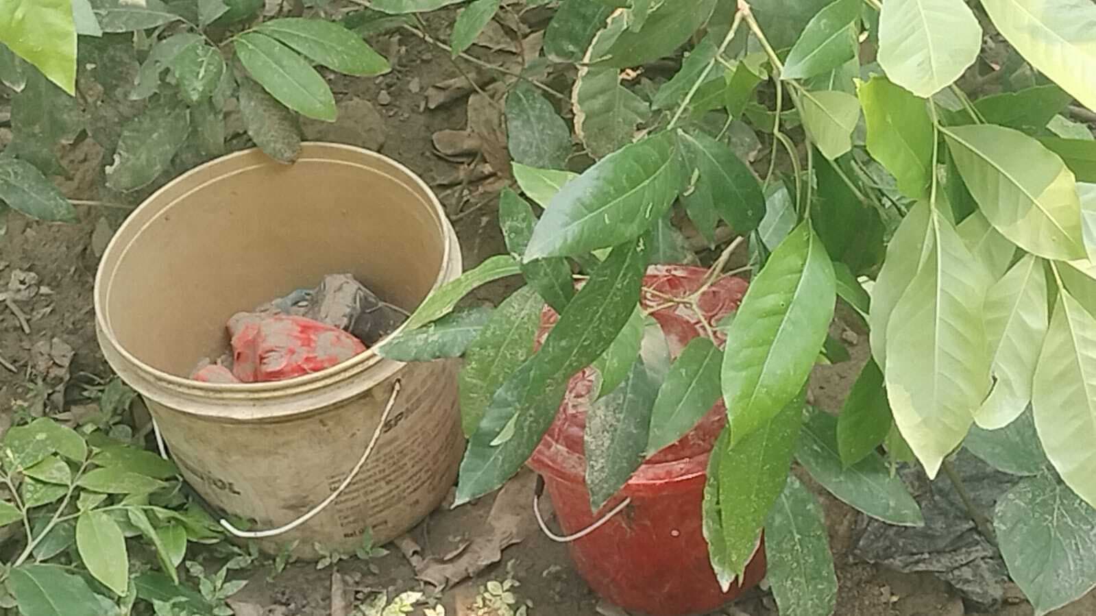 Breaking news: आम बगान से कई जिंदा बम बरामद, एक गिरफ्तार