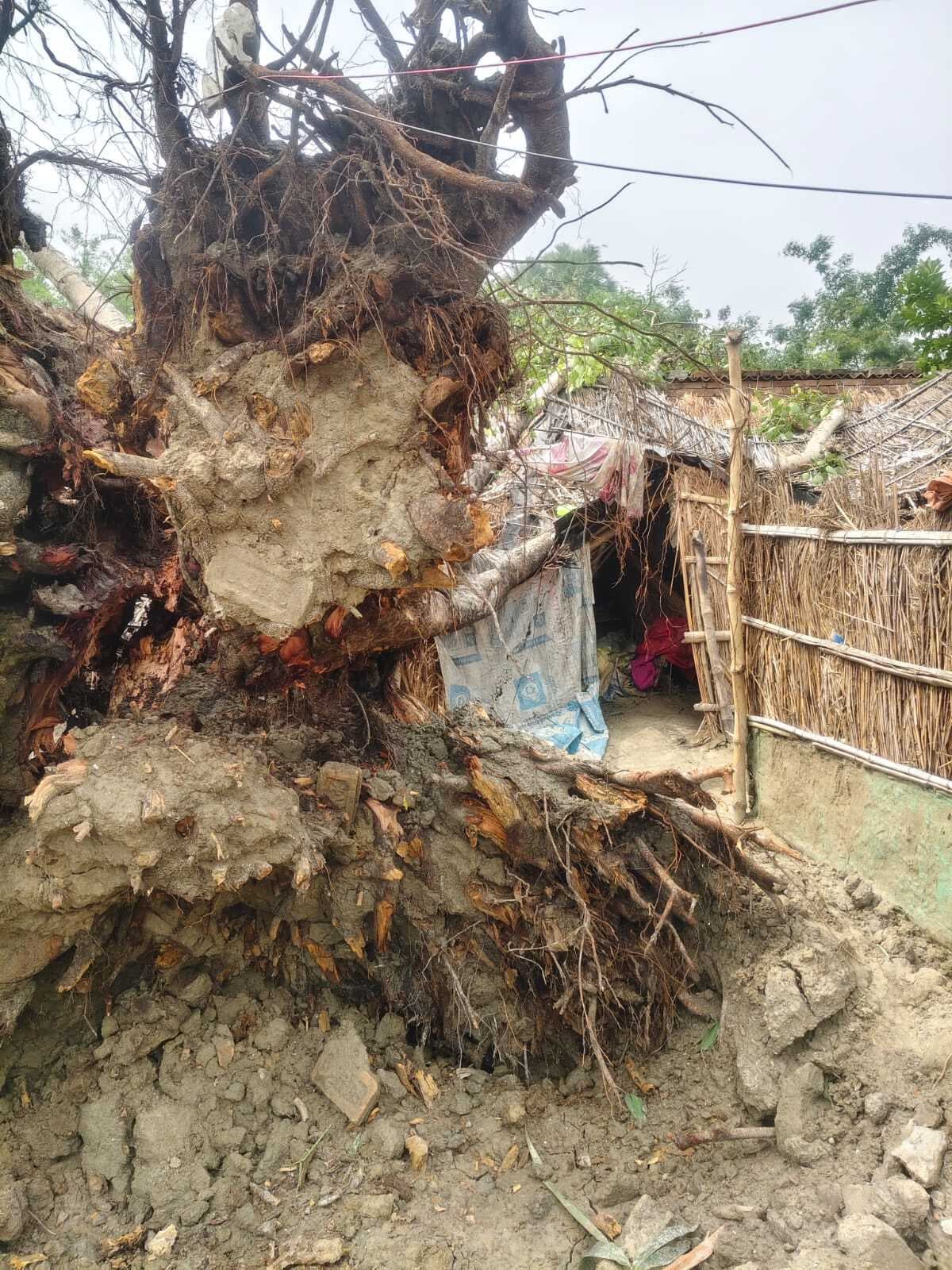 Samastipur News:आंधी पानी से आम व लीची को क्षति, कई जगह गिरे पेड़, कच्चा मकान धराशायी