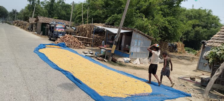 अब भी सड़कों पर सुखायी जा रही मक्का, प्रशासन बेखबर