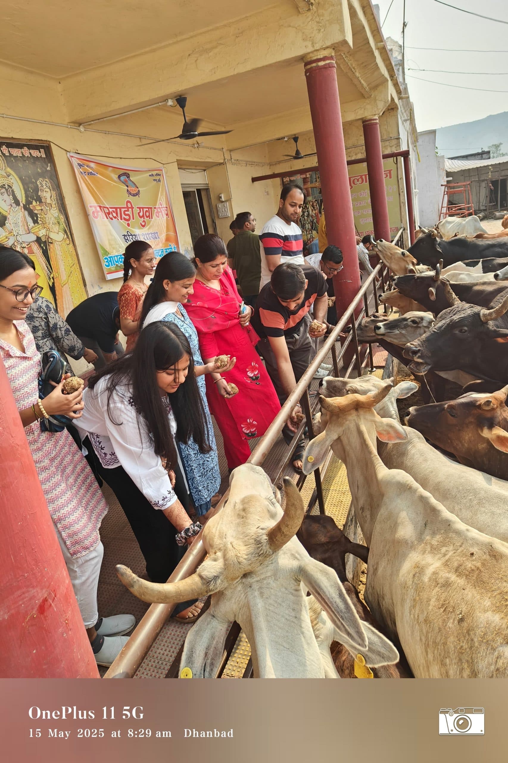 Dhanbad news: बस्ताकोला गोशाला में मारवाड़ी युवा मंच ने की गो सेवा