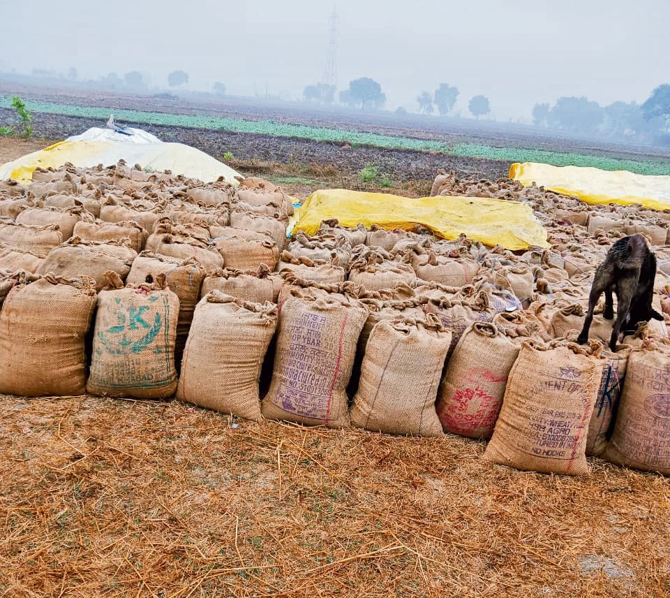 Buxar News : 55.90 एमटी पर अटकी गेहूं खरीद 6137 एमटी लक्ष्य को लेकर चिंता