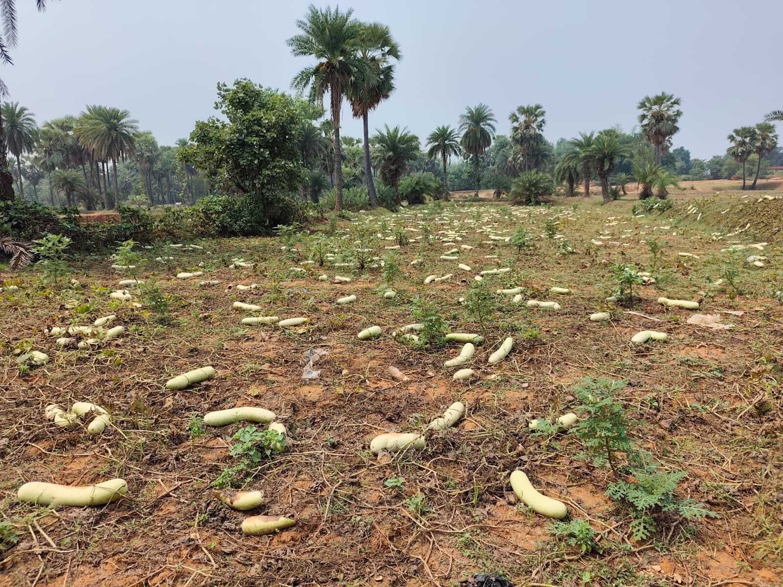 खेतों में सड़ रहा कद्दू, लागत पर भी आफत