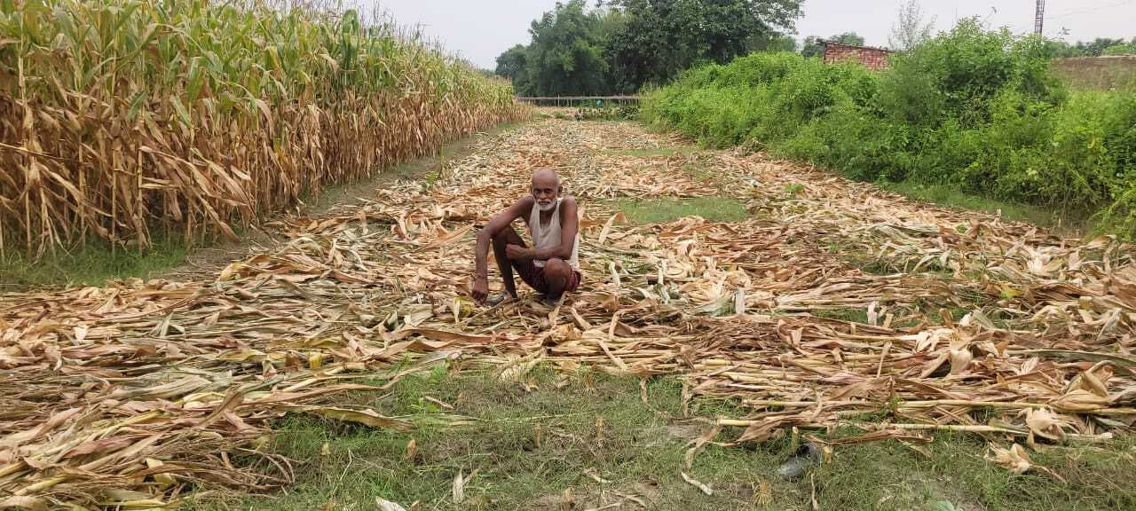 देर रात हुई आंधी बारिश से सब्जियों की खेती को पहुंचा नुकसान, किसान परेशान