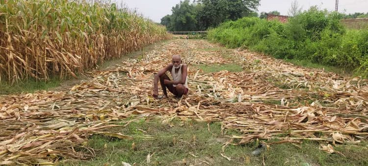 देर रात हुई आंधी बारिश से सब्जियों की खेती को पहुंचा नुकसान, किसान परेशान