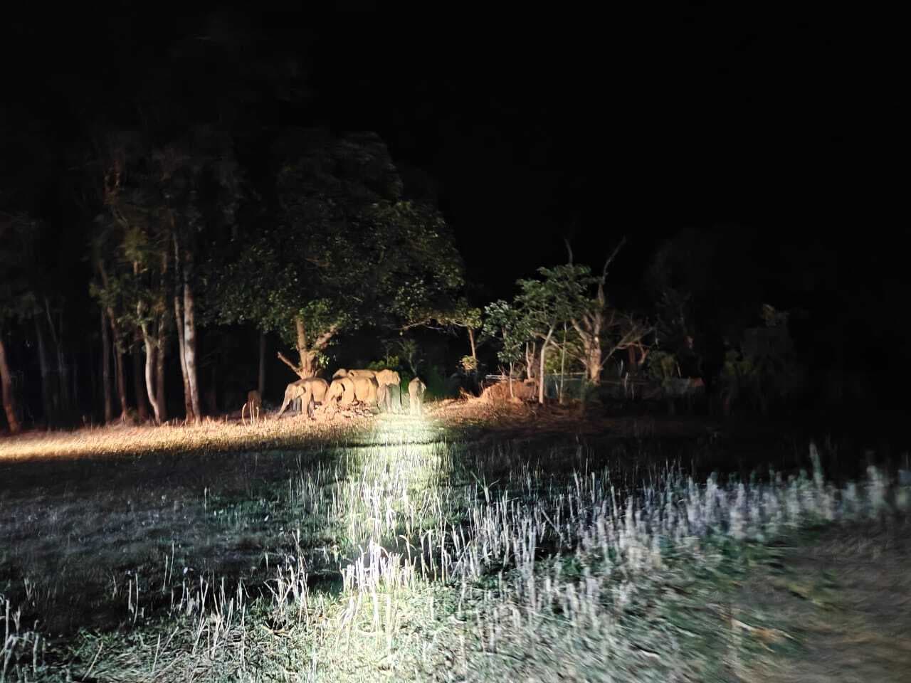 28 हाथी पहुंचे सरिया, दो झुंड में बंटकर मचाया उत्पात