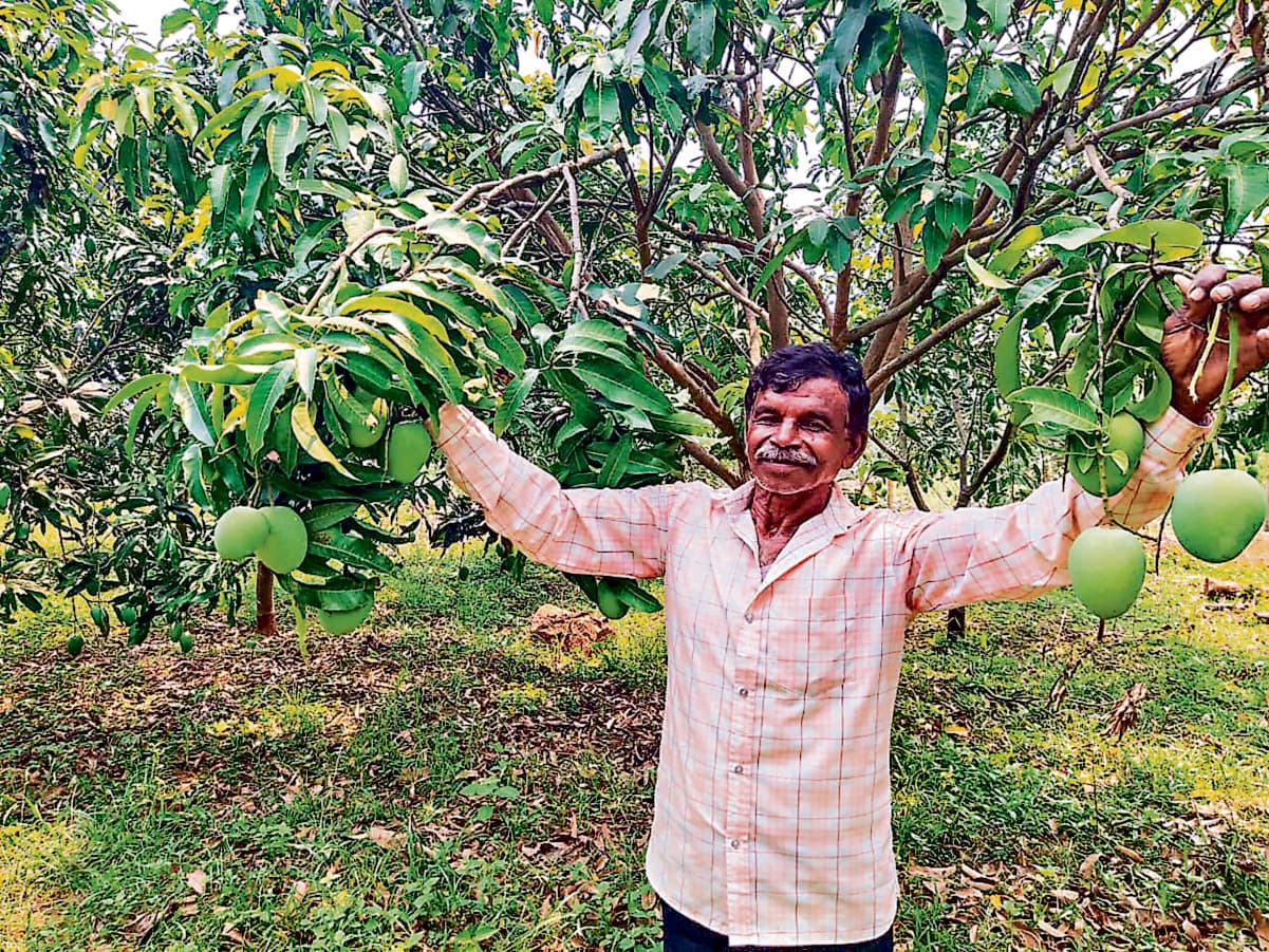 East Singhbhum News : आम की बागवानी से बेहतर आमदनी कर रहे धानो हेम्ब्रम