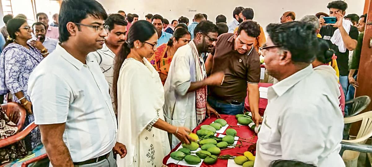 East Singhbhum News : पटमदा की आम बागवानी को जल्द मिलेगा बाजार