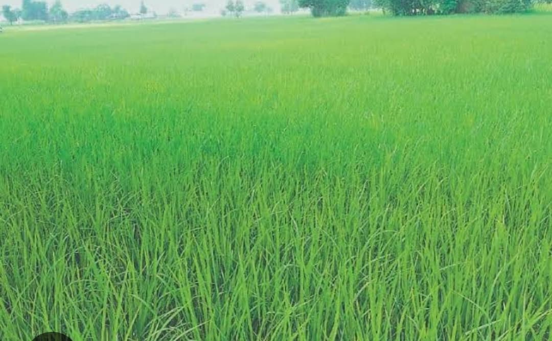 दोमुहानी गांव के किसान अपनी मेहनत से गरमा धान लगाकर हो रहे लाभान्वित